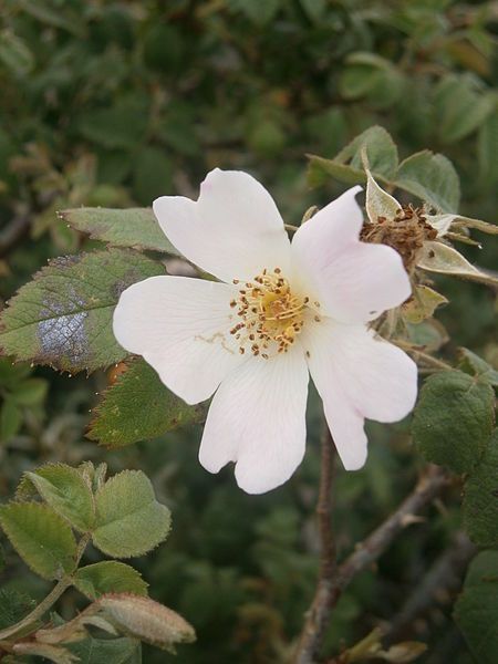 File:Rosa tomentosa 002.JPG