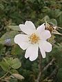 Rosa tomentosa close-up