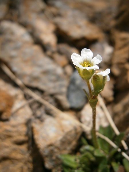 File:Saxifraga androsacea 001.jpg