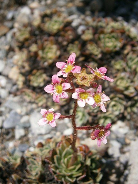 File:Saxifraga paniculata 002.JPG