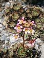 Saxifraga paniculata