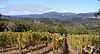 Sonoma Mountain Vineyard