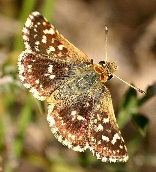 File:Spialia sertorius.jpg