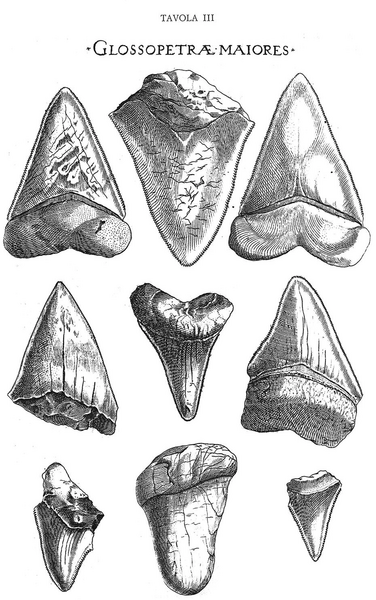 File:StenoFossilSharkTeeth.webp