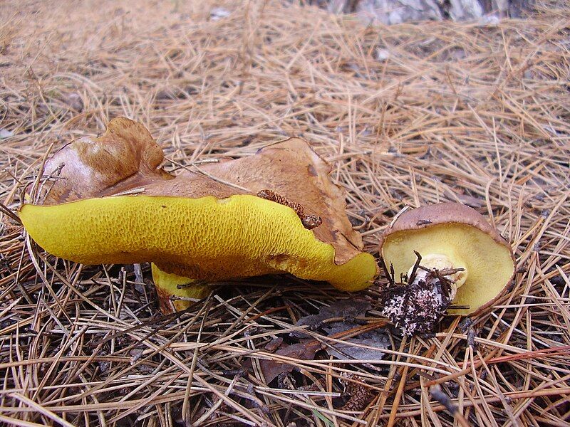 File:Suillus collinitus.JPG