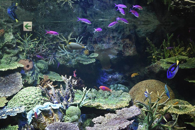 File:Sunshine Aquarium 200819u.jpg