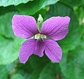 Sweet Violet (Viola odorata)