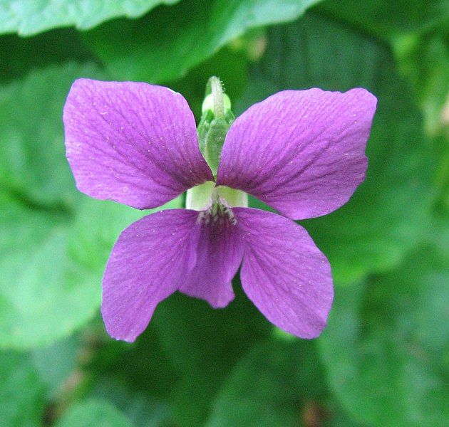 File:Sweet violet.jpg