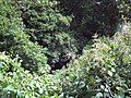 The Willenhall Arm, close to the source, among residential areas near Shepwell Green. The river is disclosed by the tiny area of reflection in the centre of the photograph - a small stream between overgrown banks, and almost inaccessible, although it forms the town's boundary.