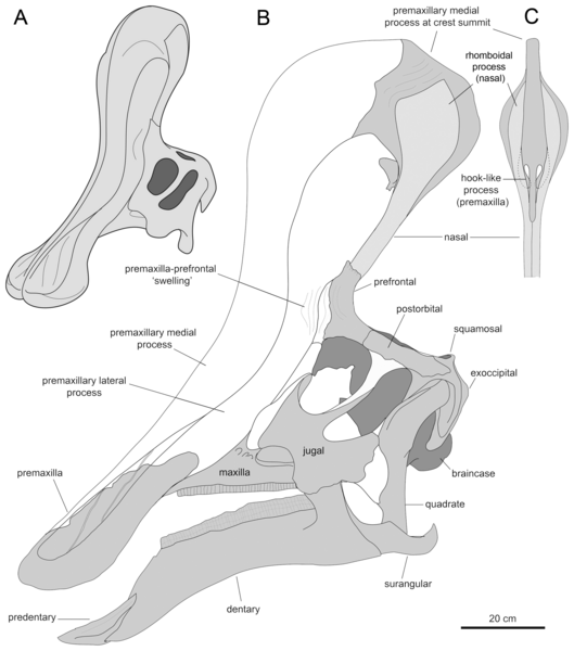 File:Tsintaosaurus spinorhinus.png