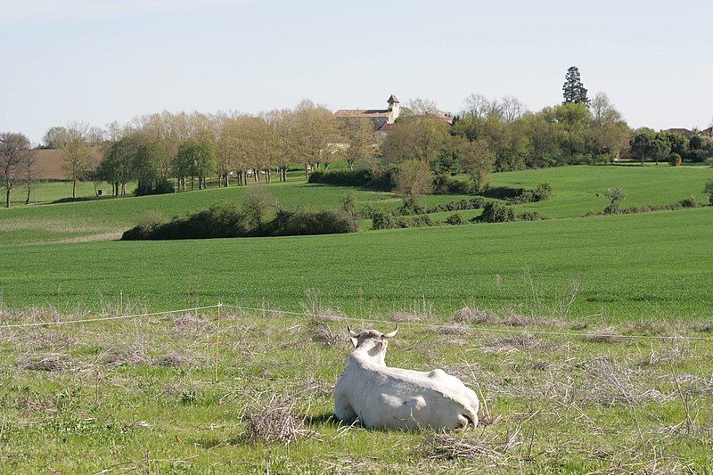 File:Vache@Ligardes.jpg