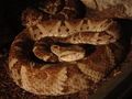 Whitetail lancehead Bothrops leucurus at Wilmington's Cape Fear Serpentarium