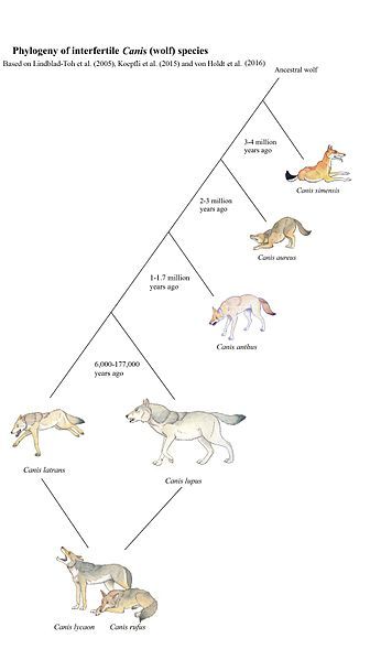 File:Wolf-like canids phylogeny.jpg