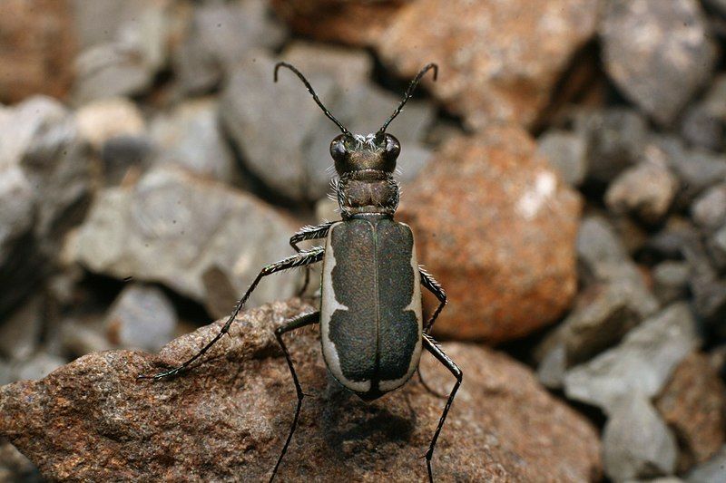 File:Zecicindela hamiltoni 13960544.jpg