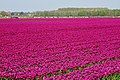 Tulip field