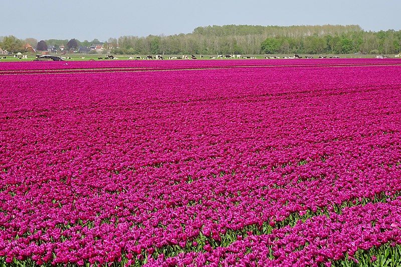 File:20190424 tulpenveld Drouwenermond.jpeg