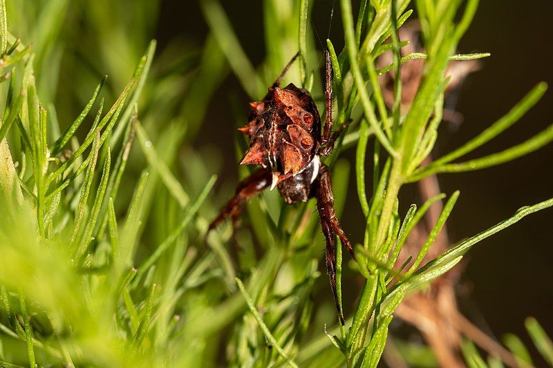 File:Acanthepeira venusta 93077149.jpg