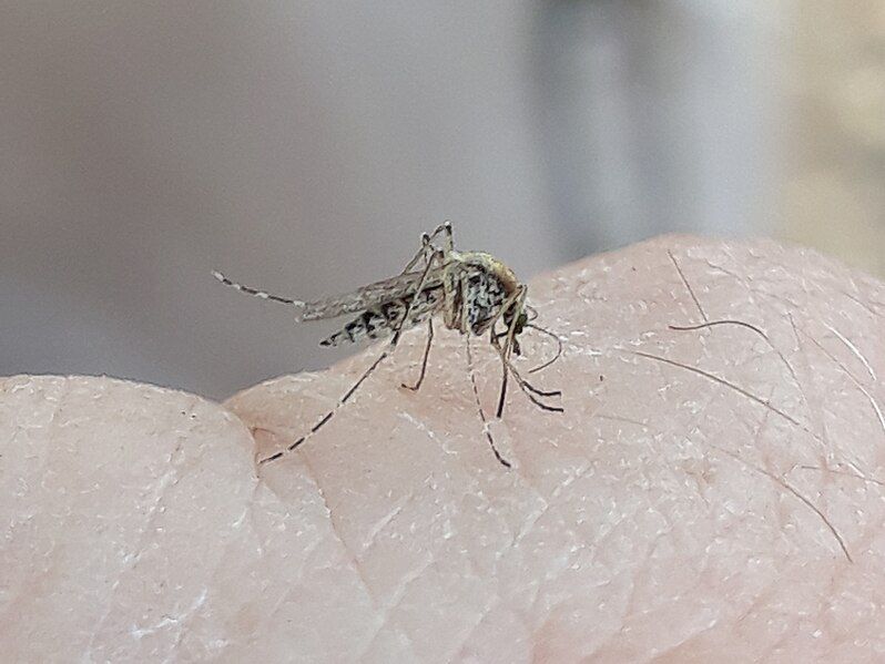 File:Aedes caspius.jpg