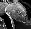 Image 21The head of an ant: Chitin reinforced with sclerotisation (from Arthropod exoskeleton)