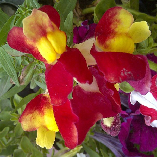 File:Antirrhinum-01.jpg