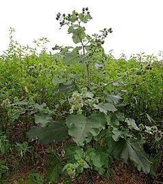 Arctium lappa (greater burdock)