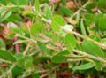 Arctostaphylos cruzensis