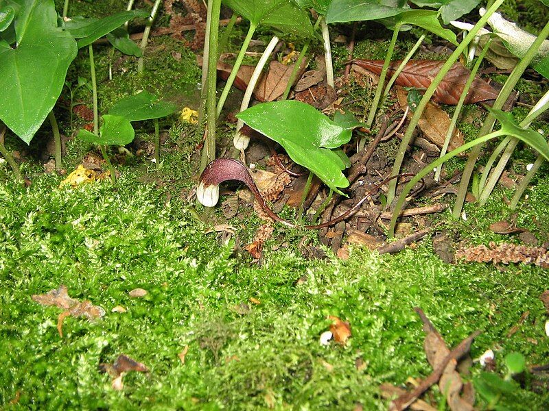 File:Arisarum proboscideum 02.jpg