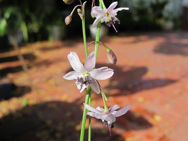 File:Arthropodium milleflorum.jpg