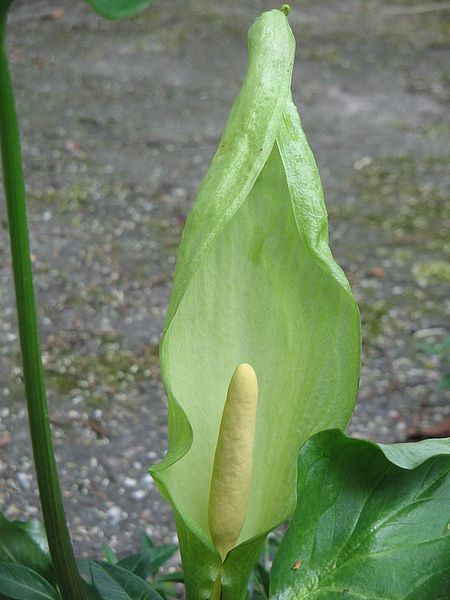 File:Arum italicum close-up.jpg