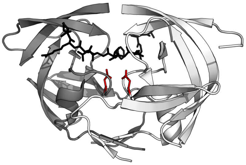 File:Aspartic protease.png