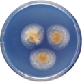 Aspergillus anthodesmis growing on CYA plate