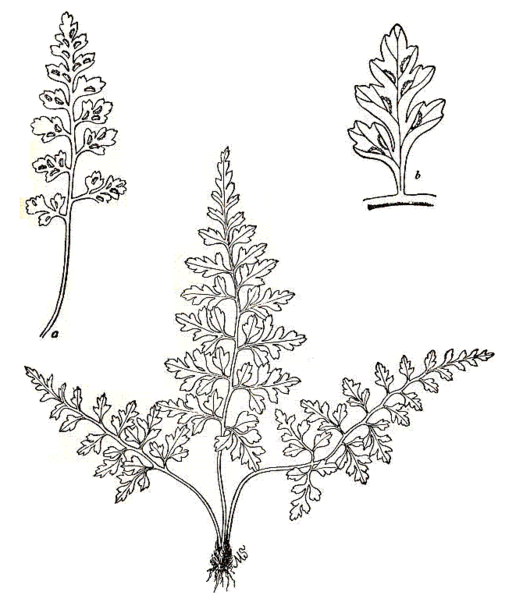 File:Asplenium montanum parsons.png