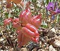 Astragalus lentiginosus