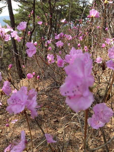 File:Azalea(2014).JPG