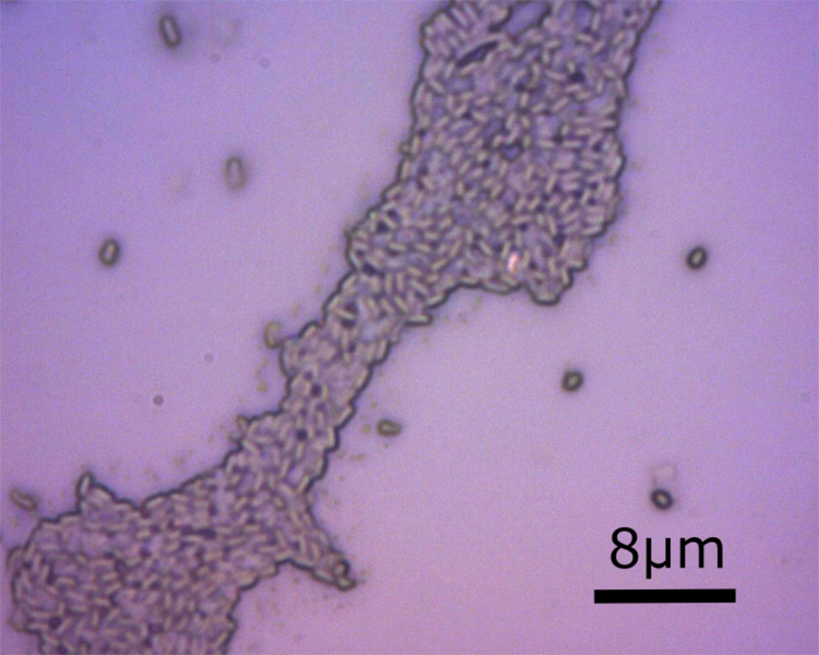 File:Bacillus clausii Enterogermina.png