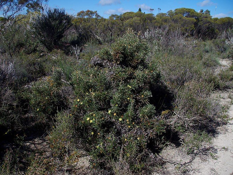 File:Banksia purdieana habit.jpg