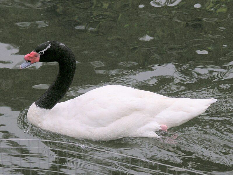 File:BlackNeckedSwan03.jpg