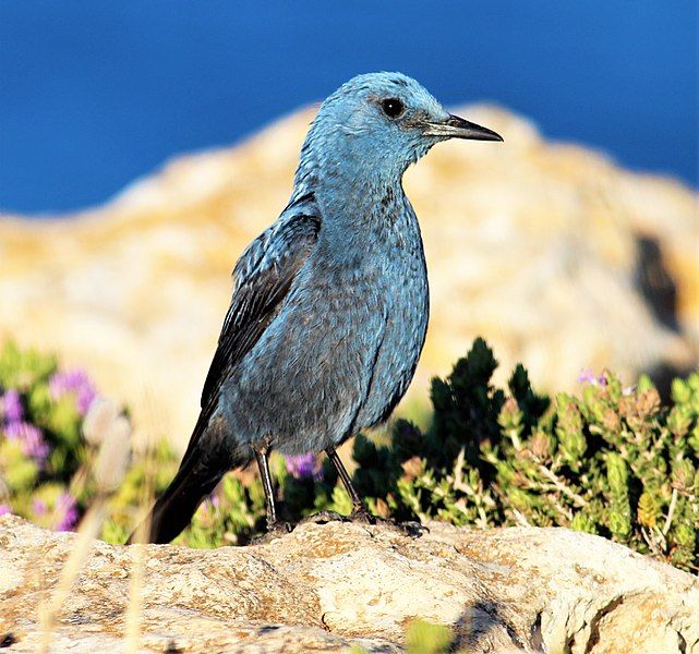 File:Blue-Rock-Thrush-Alex-Casha.jpg