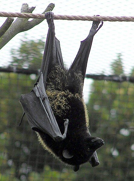 File:Bristol.zoo.livfruitbat.arp.jpg