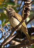 Brown Honeyeater