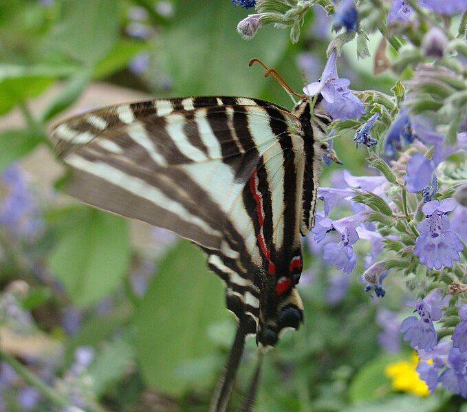 File:Butterfly House 10.JPG