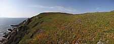 Example of an area covered with the invasive garden refugee Ice plant in France.