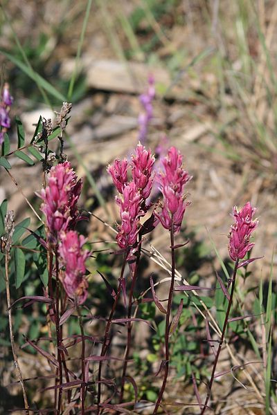 File:Castilleja raupii.jpg