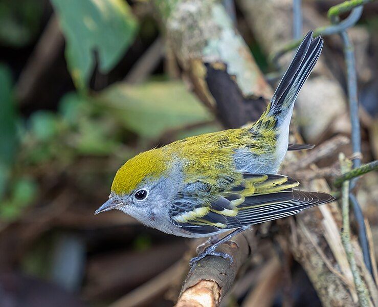 File:Chestnut-sided warbler (71059).jpg