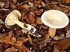 two beige funnel-shaped mushrooms in fallen leaves