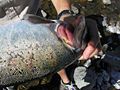 Columnaris in the gill of a chinook salmon