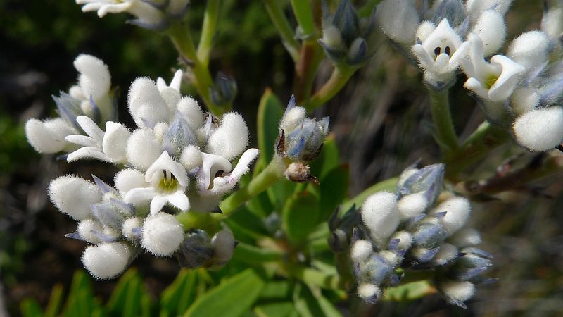 File:Conospermum taxifolium.jpg