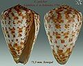 Conus pulcher Lightfoot, J. in Solander, 1786