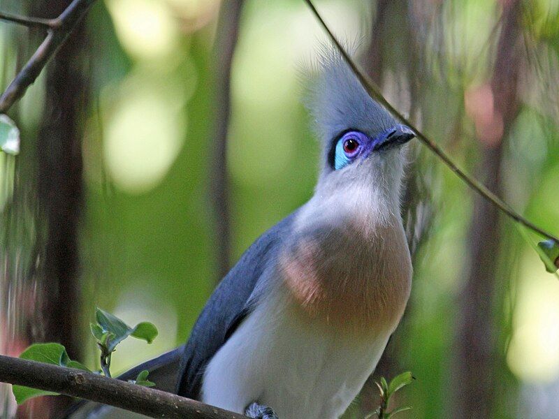 File:Crested Coua RWD2.jpg