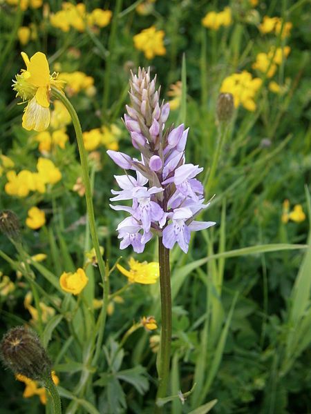 File:Dactylorhiza fuchsii002.jpg